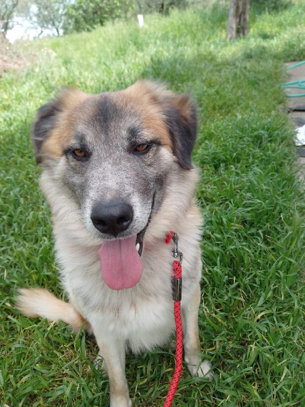 🐾💛 Thor Cerca Casa | Meraviglioso Giovane Simil Pastore Cerca Famiglia 🏠💕 Foto 12